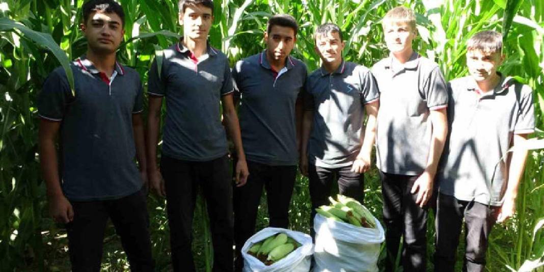 Öğrenciler yetiştirdi, yine onlar hasat edecek! 110 dekarda bereketli ürün: 700 tona yakın hasat bekleniyor 4
